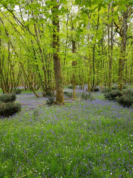 Tapis de Jacinthes bleues dans le sous-bois. vers Sully la Chapelle. Fabrice Godet